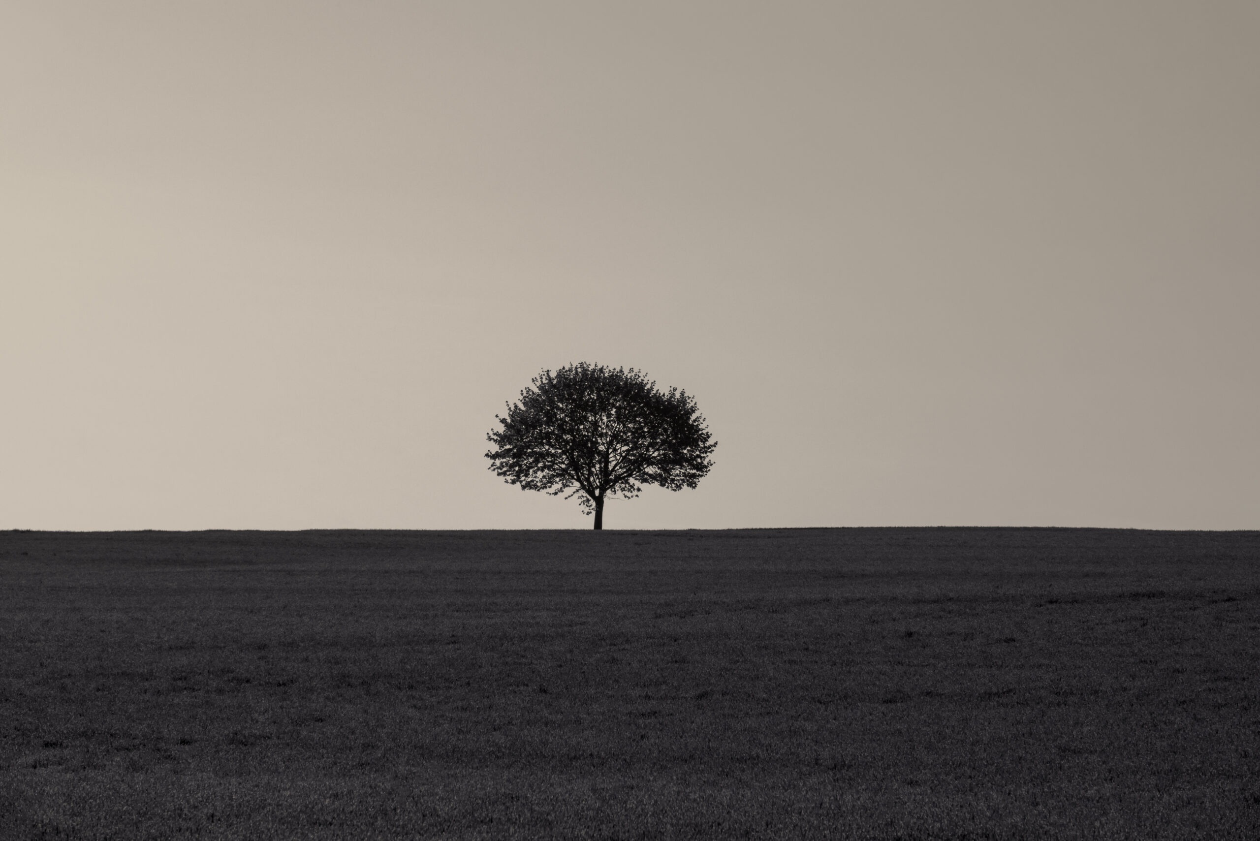 Contextual Statements illustration: monochrome image with one tree in the middle of an empty meadow at sunrise